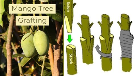 When to harvest grafted mango